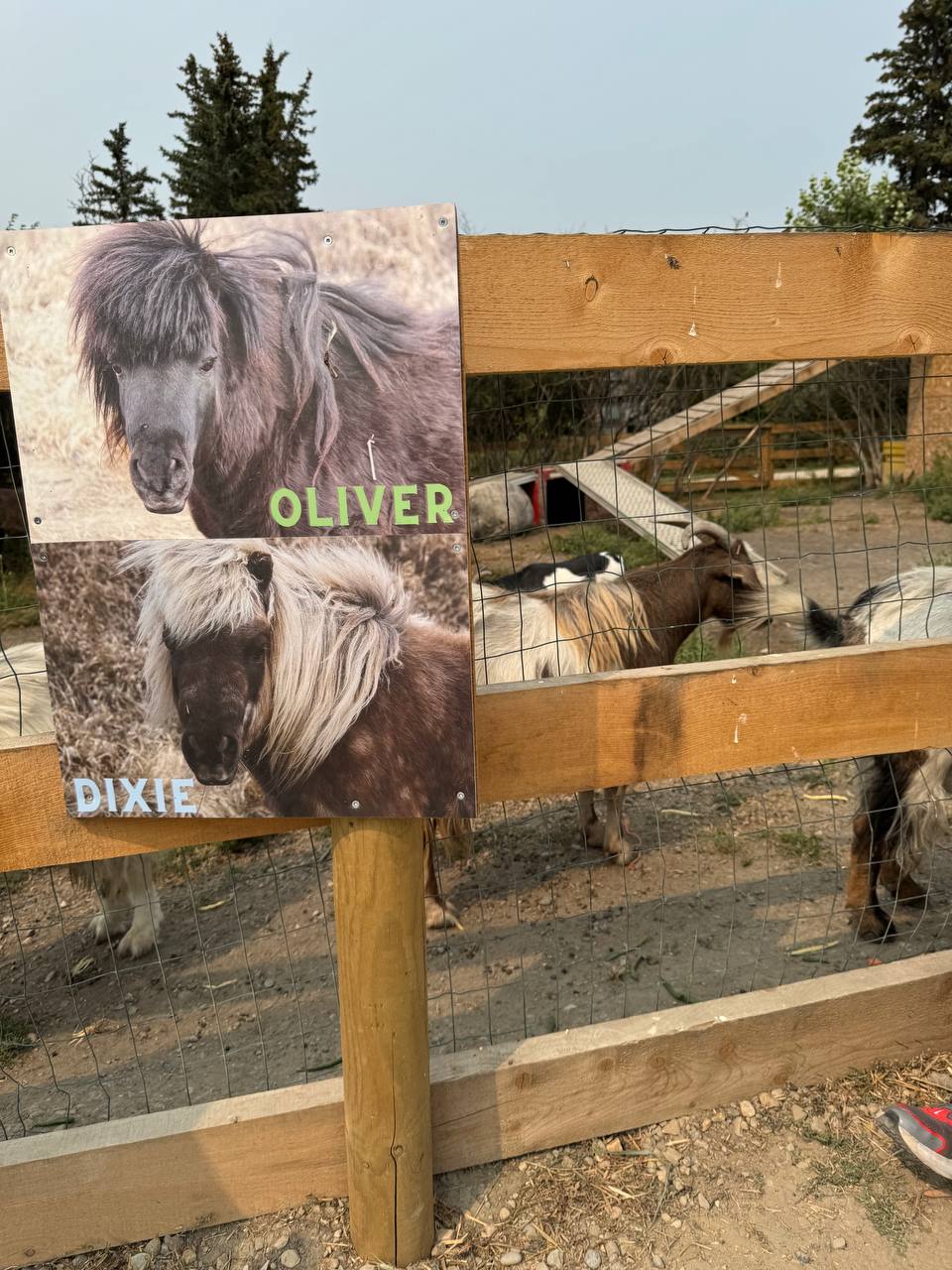 Mini goats Oliver and Dixie at Souto Farm Market